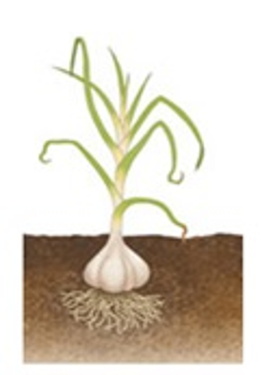 BULBS.png